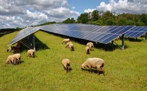 solar panels with grazing sheep