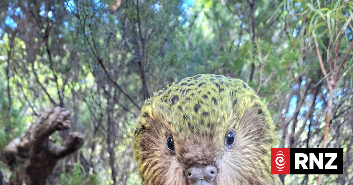 Kākāpō Population Soars to 325