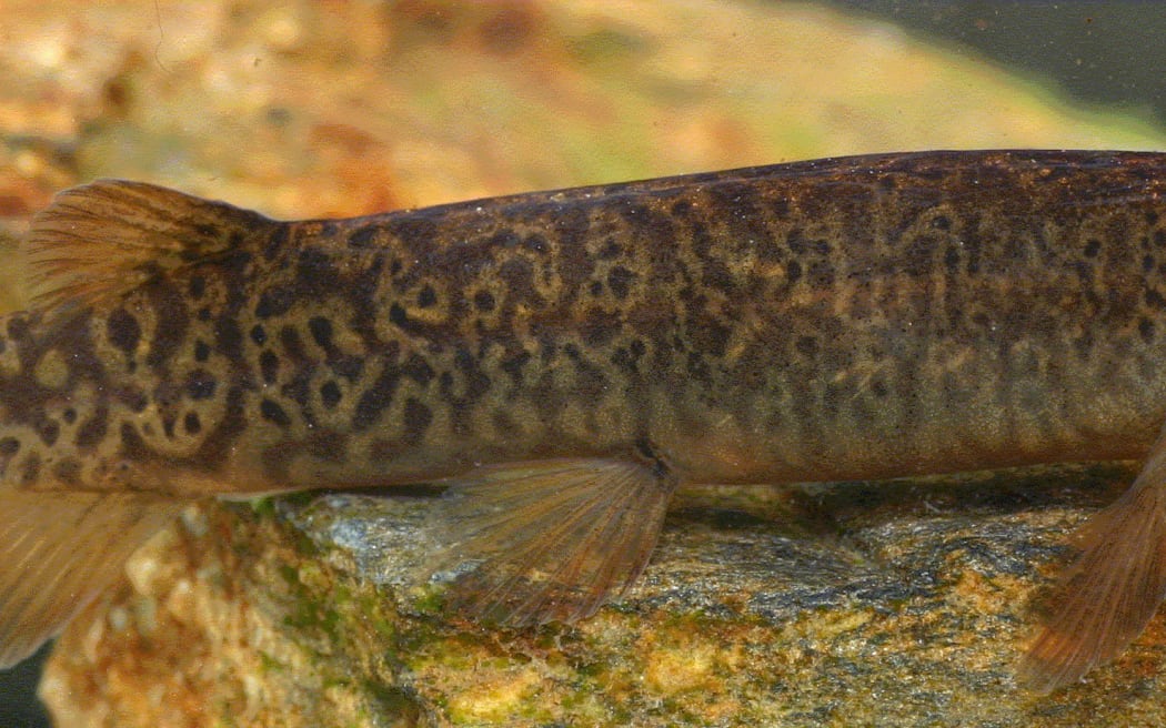 Dusky Galaxias