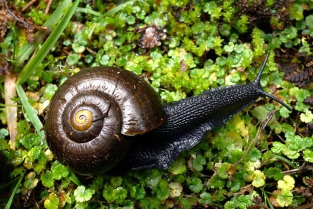 Several large Several powelliphanta marchanti shells and one live snail have been found in Totara Reserve Regional Park.