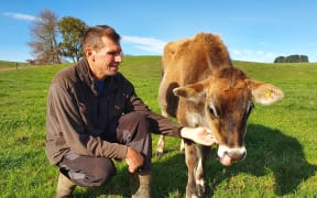 Chris Falconer with Poppy, the jersey calf.