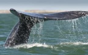 whale