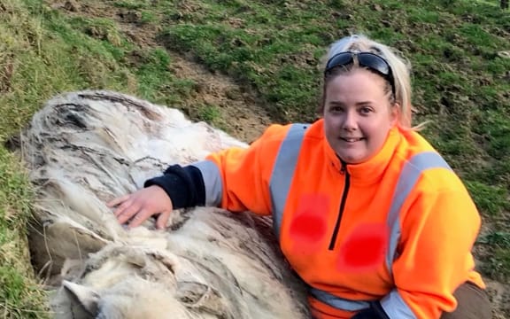 Suzy the sheep shortly after being captured, with Amie Ritchie, one of the people who caught the sheep.
