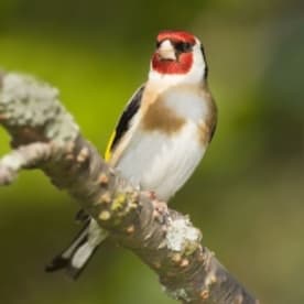 Photo for European goldfinch
