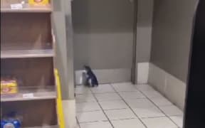 Staff at a Z service station in Oamaru helped to return a penguin to the wild after it waddled into the store.