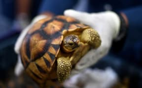 A Malaysian airports customs official shows a seized endangered ploughshare tortoise following a press conference at the Customs Complex in Sepang on May 15, 2017.