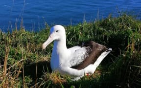 The first albatross back this season is an 8-year-old male which arrived on Sunday.