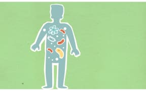 Researchers at the Liggins Institute at Auckland University believe a capsule of healthy gut bugs could change the future of obesity treatment.