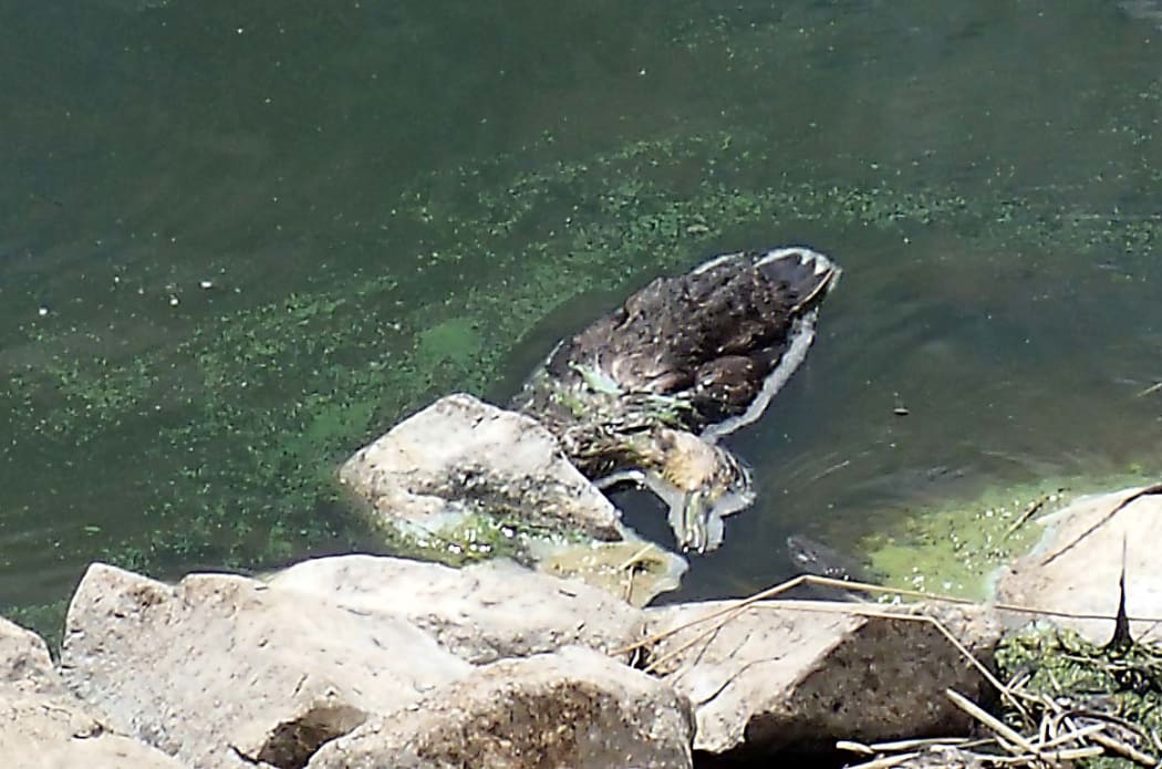 Ducks killed by botulism at Te Aroha Waste Water Treatment Plant.