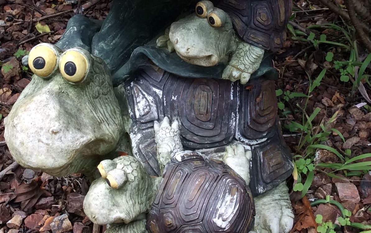 turtle