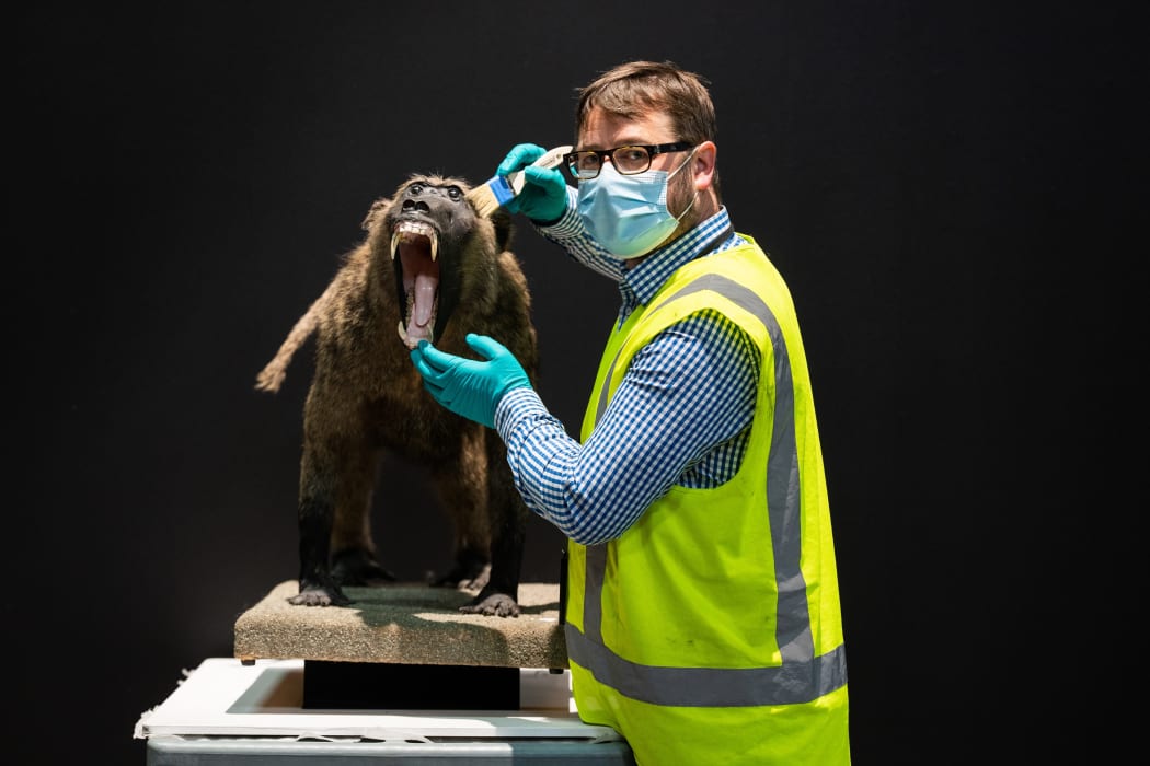 Canterbury Museum's Scott Reeves and South African baboon