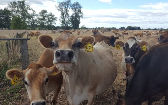 A dry Waikato for this jersey herd