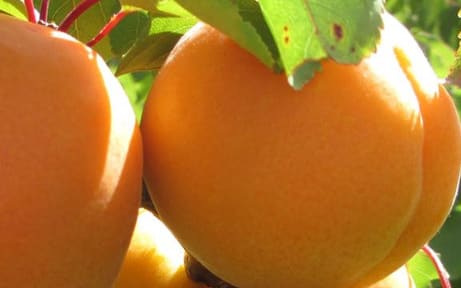 Apricots