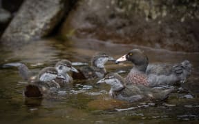 The Eastern Whio Link traps stoats to protect the rare blue duck / whio.