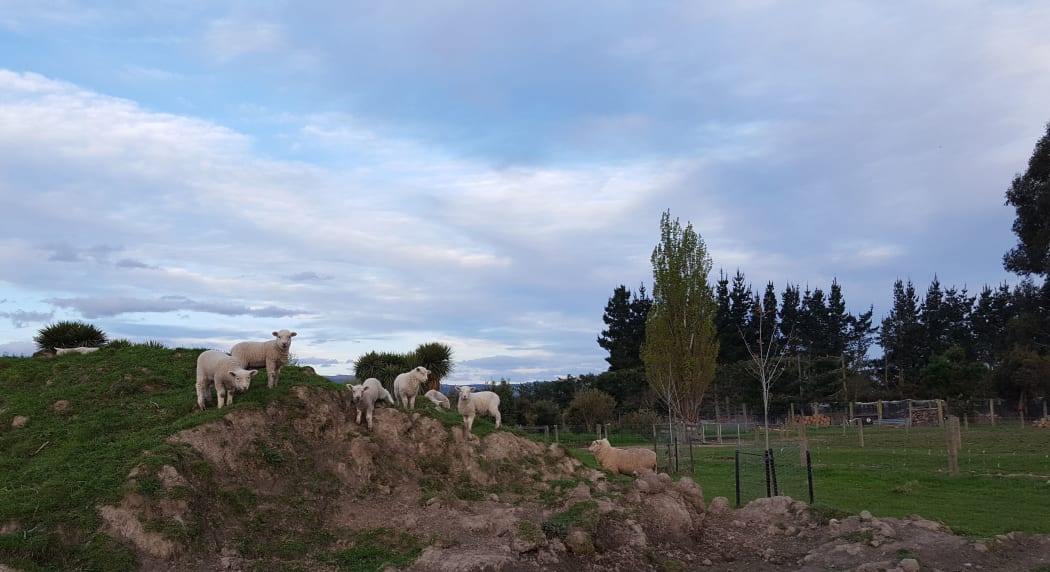 Sheep explore the farm.