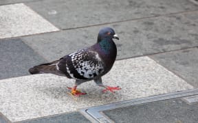 Pigeon in Auckland CBD.