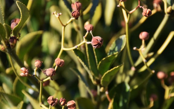 Seeds of Japanese spindle tree.