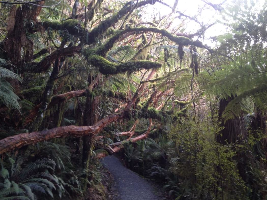springtime in the bush