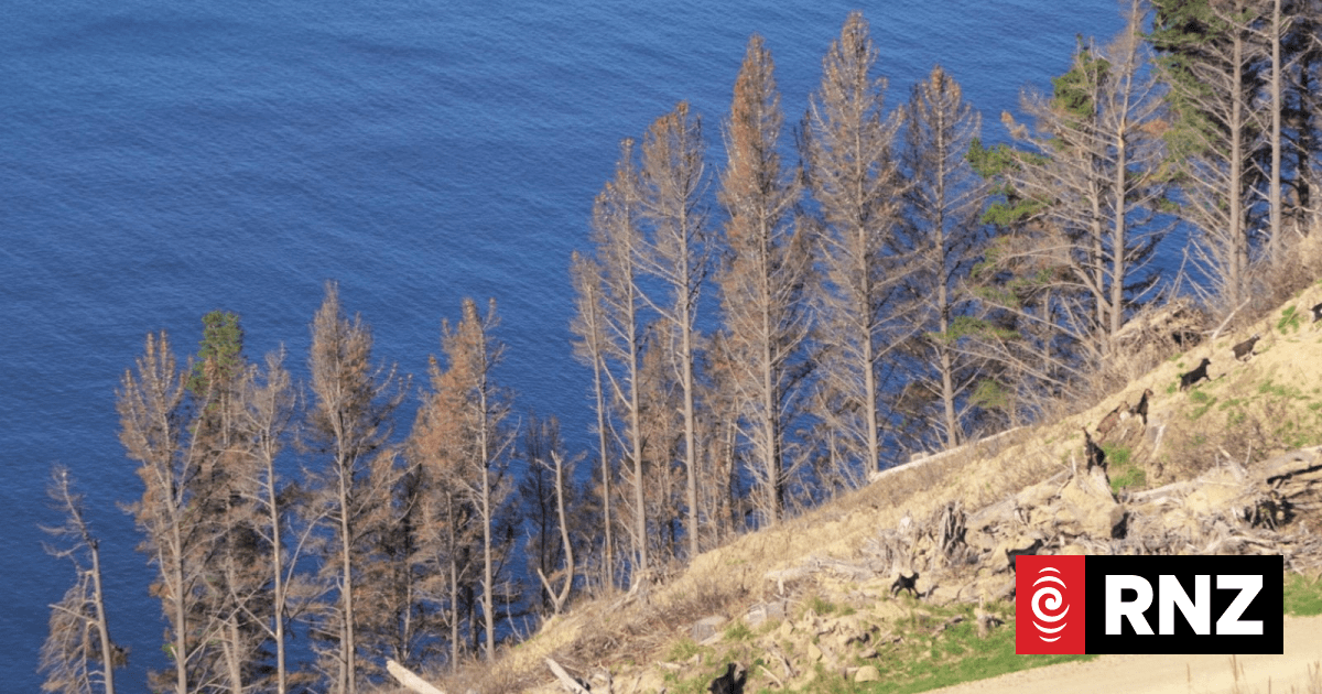 Forest Stewardship Council wants to reduce worker risks in erodible, 'non-certified' forests