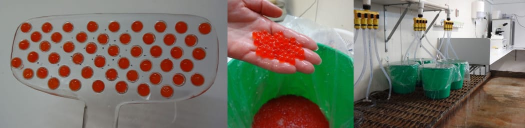 The egg inspection and incubation take place in a biosecure laboratory at the hatchery.