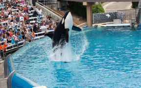 Orca whales at SeaWorld