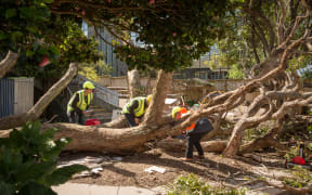 Tree fallen at childcare centre