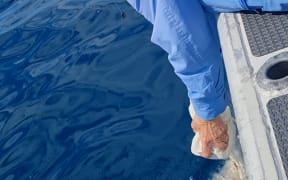 A woman scatterers human ashes from a boat.
