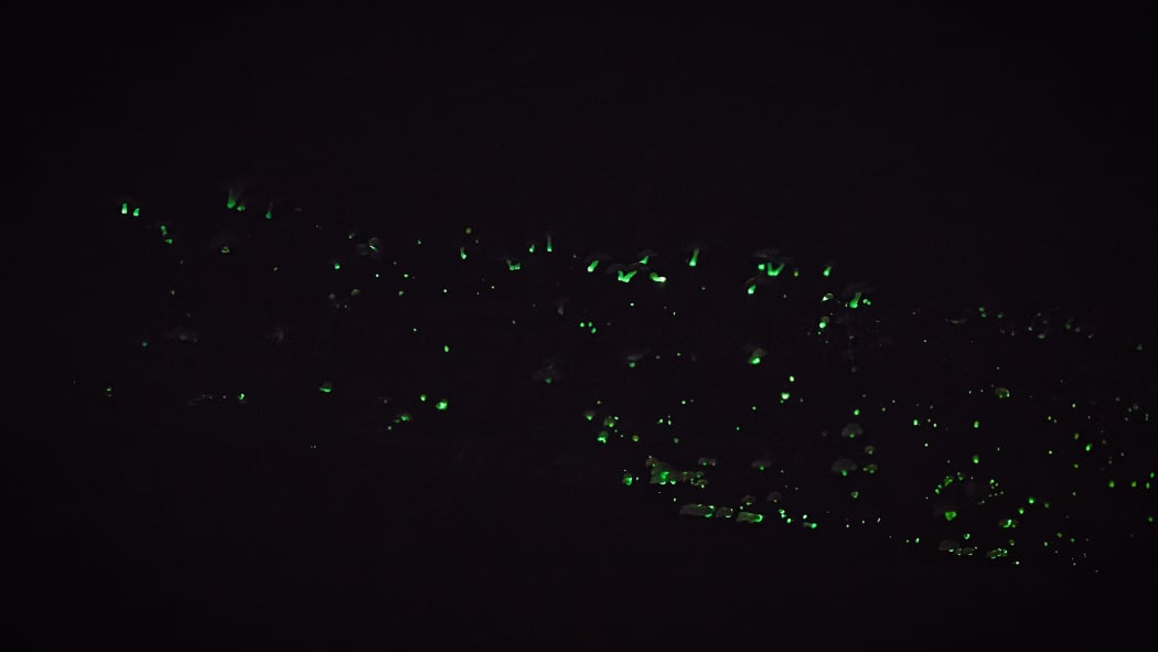 A photograph taken during the annual "fungal foray" at Stewart Island showed that Mycena roseoflava does indeed have a glow - a fact that eluded mycologists since the species was first described 60 years ago.