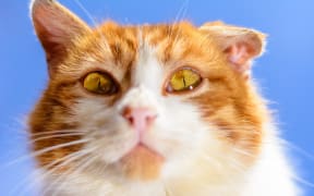 A magnificent red cat with yellow eyes close up on a blue sky background 2018
