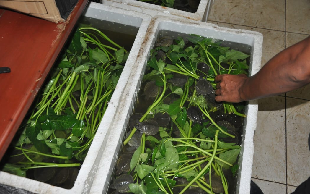Endangered pig-nosed turtles in Papua's Merauke province. Police believe the turtles were due for overseas markets. The turtles are a protected species and not for sale.