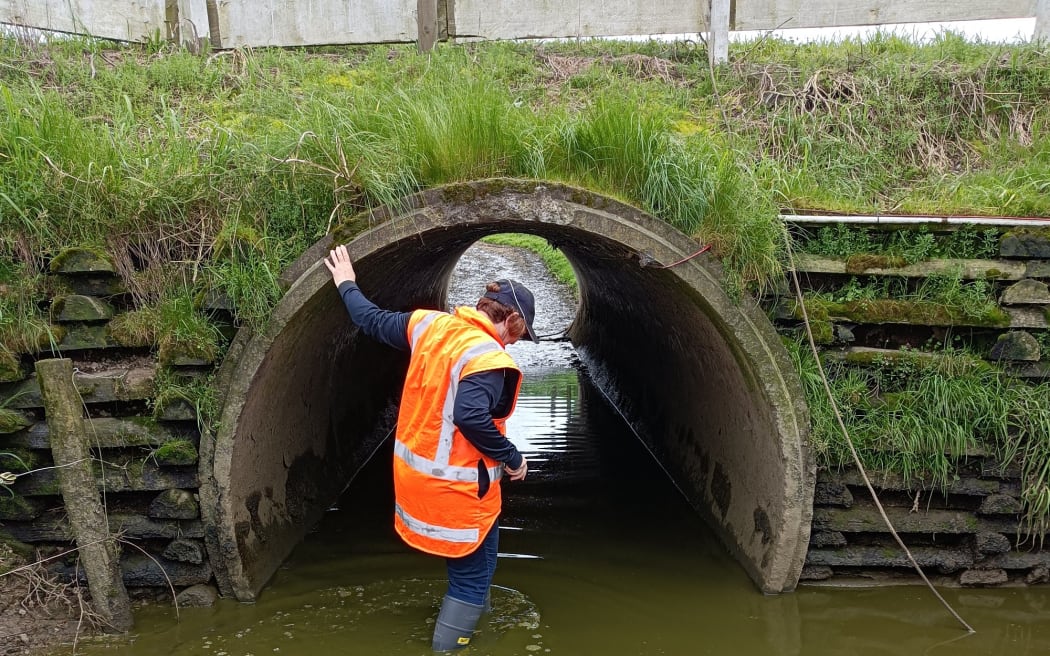 Waikato Regional Council officer inspecting stock underpass.