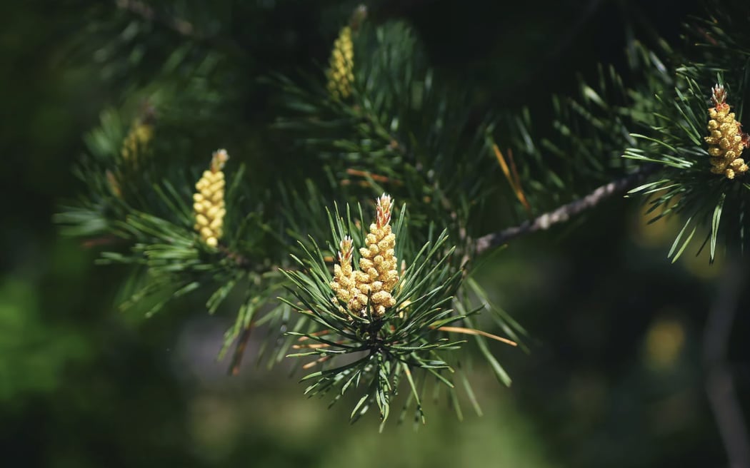 Pine pollen