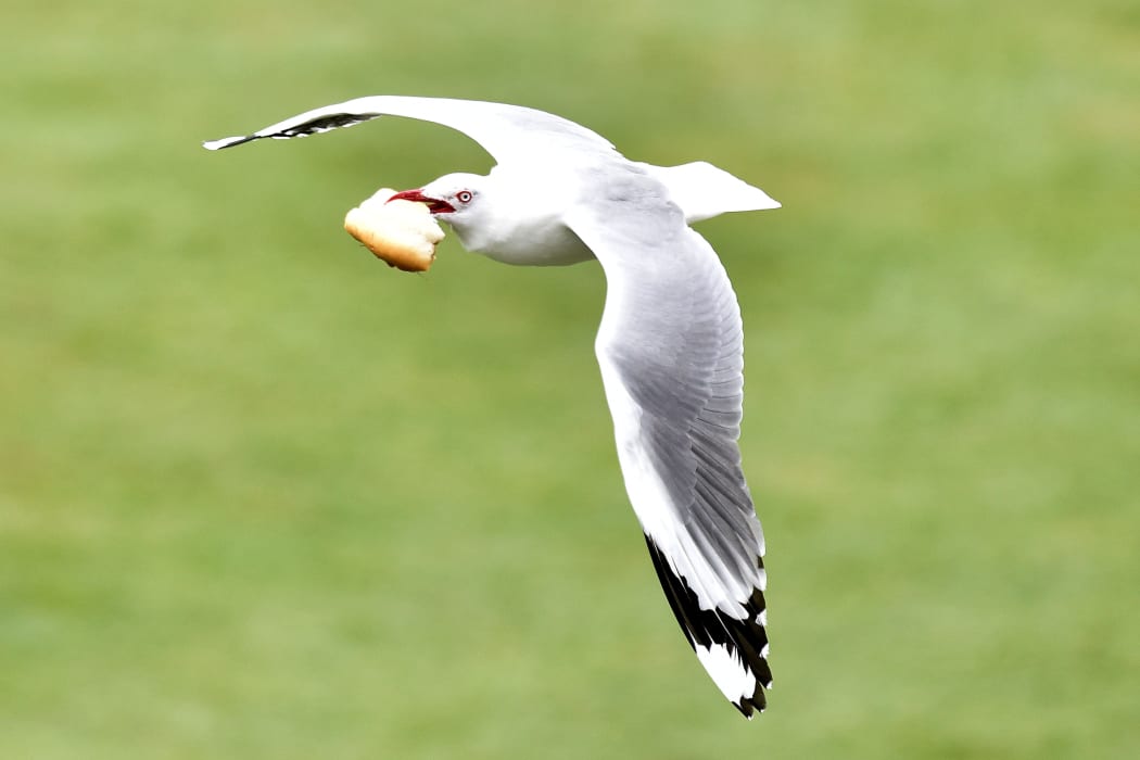 A seagull flies with a piece of bread during day three of the first International Test cricket match between New Zealand and Sri Lanka at University Oval in Dunedin.
