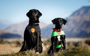 LandSAR dogs Stag and Bandit