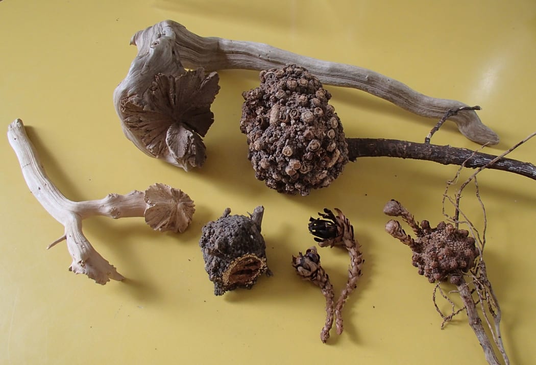 A collection of dried Dactylanthus flowers, the plant's warty underground tubers, and 'wood roses', which form where the parasitic plant connects with the root of the host tree.