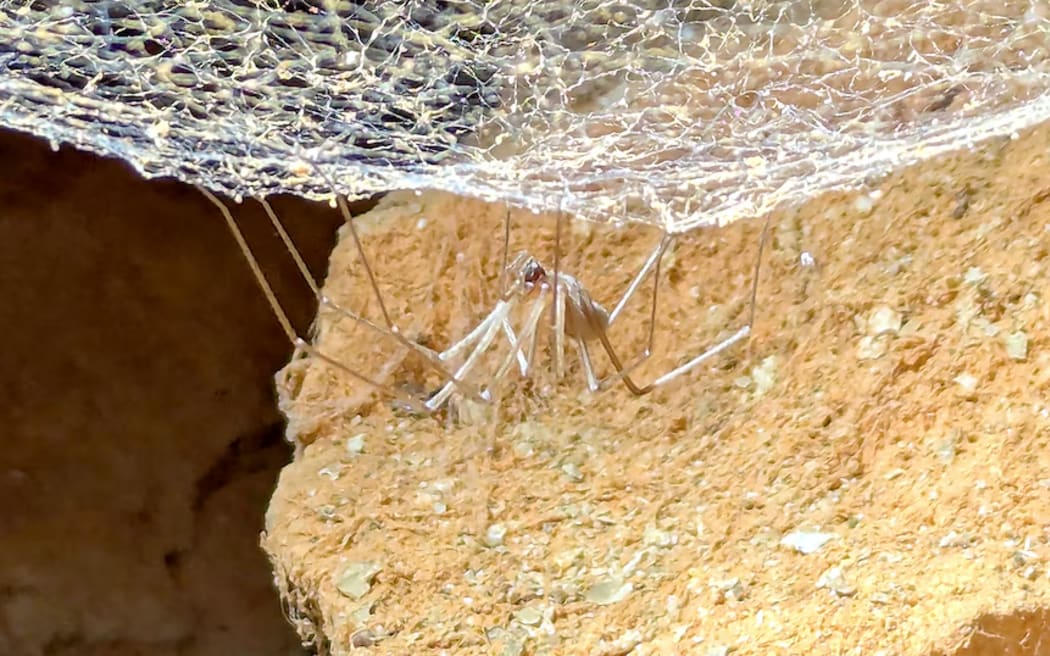 A live web-weaving blind spider likely to be a member of the Tartarus genus.