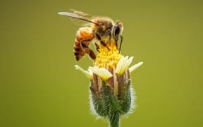 honeybee