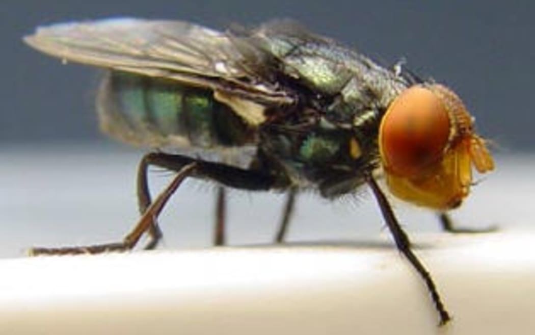 The screw-worm fly was the first pest successfully eliminated from an area through the sterile insect technique by the use of an integrated area-wide approach.