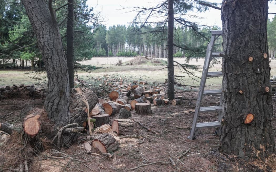 Peter Ford says he cuts the trees when they become unsafe.