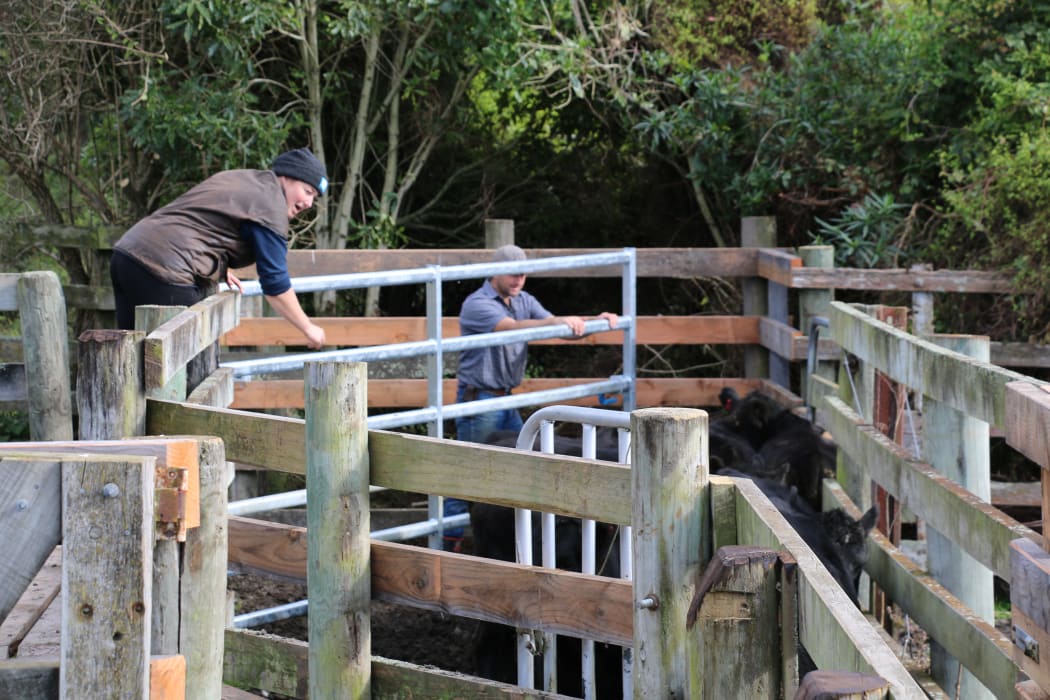 A year on the farm