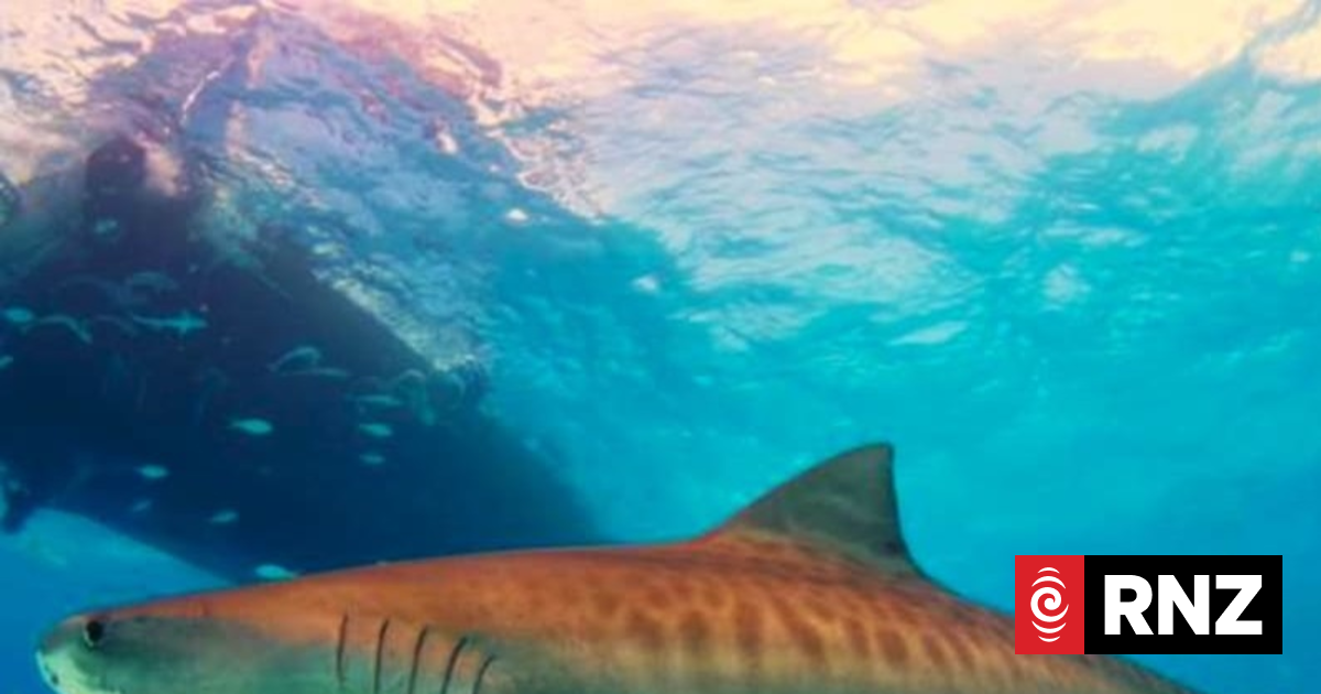 Shark attack fatality reignites safety v environment debate in New Caledonia