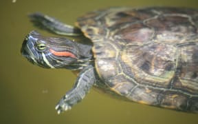 Red-eared slider turtles can destroy native habitats and entire populations can spring from a single individual.