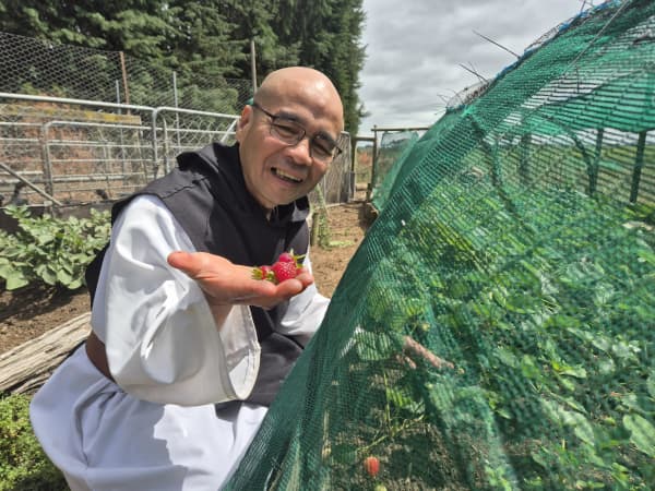 Brother Aelred picking strawberries from his impressive garden beds