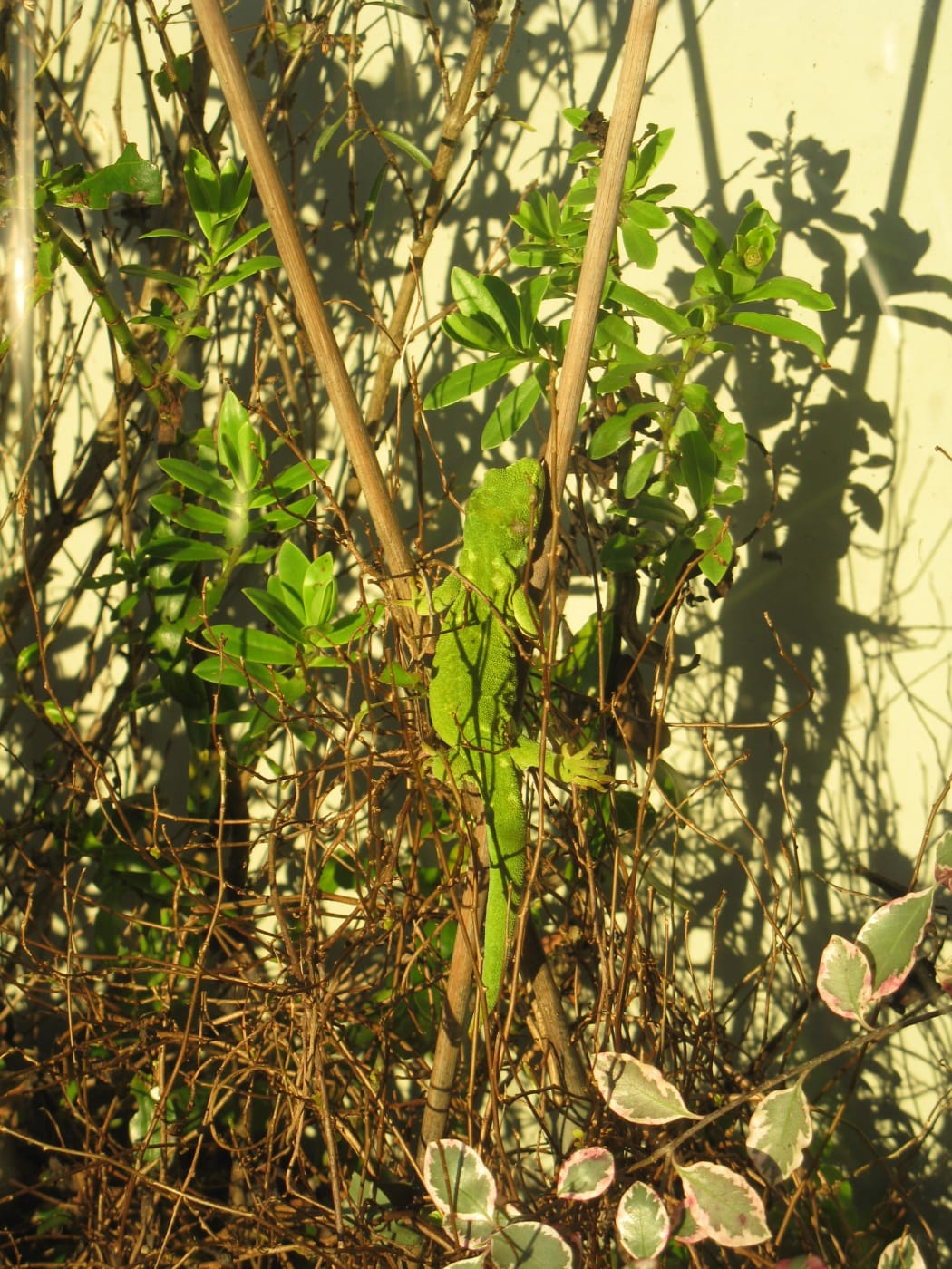 Graham the gecko has gone missing from Te Anau.