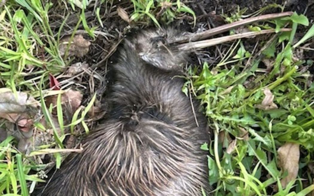 Whitireia kiwi