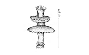 Illustration of latrunculia tutu, ballerina sponge, from 1892.