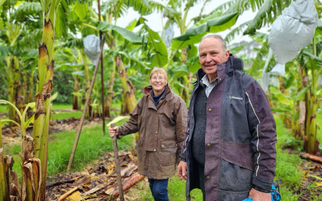 Jenny and Phil Grainger, part of the City to Farm project, have experimented with swales, composted with food scraps from urban areas, to improve water retention and nourish the soil on their banana grove at Waitoki