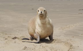 A sea lion at Cannibal Bay in the Catlins, one of the beaches where bad behaviour is forcing a rethink of the local council’s Vehicles on Beaches bylaw.