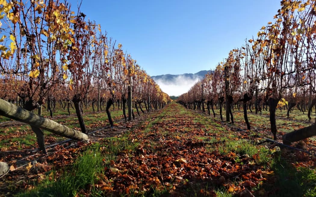 Jack Norris was sentenced to five-and-a-half years in prison for burning down the vineyard cottage in the winter of 2023. He denied the charge but was found guilty by Judge Jo Rielly at a trial in August this year.