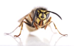 Common Wasp (George Novak)